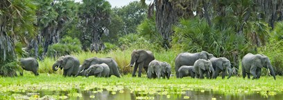 Selous - Parc National de Nyerere